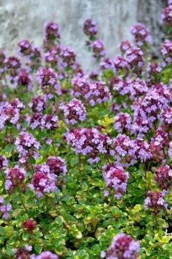 Doone Valley Thyme - 6 Pack Of Pink Pots -Stylish Garden Plant Store thymus citriodorus doone valley 3