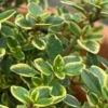 Golden Lemon Thyme - Thymus Citriodorus 'Aurea') - 5 Pack Of Quart Pots -Stylish Garden Plant Store thymus citriodorus golden lemon thyme 1