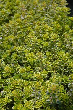 Golden Lemon Thyme - Thymus Citriodorus 'Aurea') - 5 Pack Of Quart Pots -Stylish Garden Plant Store thymus citriodorus golden lemon thyme 3