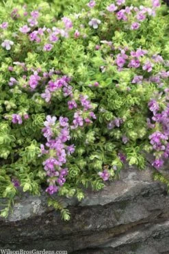 Highland Cream Creeping Thyme - 5 Pack Of Quart Pots -Stylish Garden Plant Store thymus praecox highland creeping thyme 1