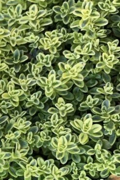 Highland Cream Creeping Thyme - 5 Pack Of Quart Pots -Stylish Garden Plant Store thymus praecox highland creeping thyme 4