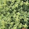 Highland Cream Creeping Thyme - 5 Pack Of Quart Pots -Stylish Garden Plant Store thymus praecox highland creeping thyme 6