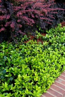 Asian Jasmine (Trachelospermum Asiaticum) - 36 Pack Of 3.5" Pint Pots -Stylish Garden Plant Store trachelospermum asiaticum asian jasmine 2