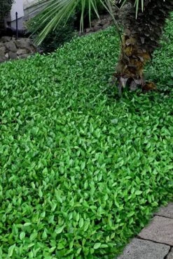 Asian Jasmine (Trachelospermum Asiaticum) - 36 Pack Of 3.5" Pint Pots -Stylish Garden Plant Store trachelospermum asiaticum asian jasmine 3