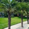 Windmill Cold Hardy Palm Tree - 1 Gallon Pot -Stylish Garden Plant Store trachycarpus fortunei windmill palm 12