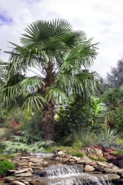 Windmill Cold Hardy Palm Tree - 1 Gallon Pot -Stylish Garden Plant Store trachycarpus fortunei windmill palm 13