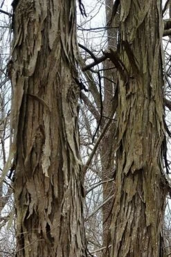 Shagbark Hickory Tree (Carya Ovata) - 3 Gallon Pot -Stylish Garden Plant Store tree hickory shagbark 500x750 1