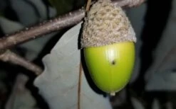 Chestnut Oak Tree (Quercus Prinus) - 1 Gallon Pot -Stylish Garden Plant Store tree oak 20chestnut 2 800x500 1