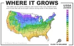 Bourbon Clematis - 1 Gallon Pot -Stylish Garden Plant Store usda zone map 29