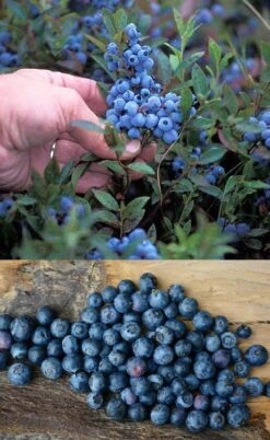 Wild Lowbush Blueberry Plant - 1 Gallon -Stylish Garden Plant Store vaccinium angustifolium low bush blueberry 10