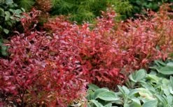 Wild Lowbush Blueberry Plant - 1 Gallon -Stylish Garden Plant Store vaccinium angustifolium low bush blueberry 2