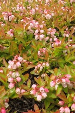 Wild Lowbush Blueberry Plant - 1 Gallon -Stylish Garden Plant Store vaccinium angustifolium low bush blueberry 4