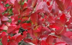 Wild Lowbush Blueberry Plant - 1 Gallon -Stylish Garden Plant Store vaccinium angustifolium low bush blueberry 6