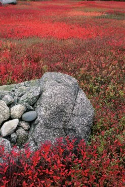 Wild Lowbush Blueberry Plant - 1 Gallon -Stylish Garden Plant Store vaccinium angustifolium low bush blueberry 7