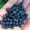 Wild Lowbush Blueberry Plant - 1 Gallon -Stylish Garden Plant Store vaccinium angustifolium low bush blueberry 8