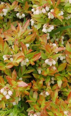 Wild Lowbush Blueberry Plant - 1 Gallon -Stylish Garden Plant Store vaccinium angustifolium low bush blueberry 9