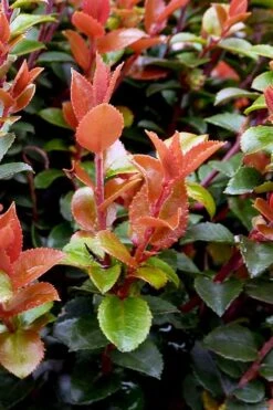 Evergreen Huckleberry (Vaccinium Ovatum) - 1 Gallon Pot -Stylish Garden Plant Store vaccinium ovatum evergreen huckleberry 10 1