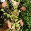 Evergreen Huckleberry (Vaccinium Ovatum) - 1 Gallon Pot 1 Evergreen Huckleberry (Vaccinium Ovatum) - 1 Gallon Pot -Stylish Garden Plant Store vaccinium ovatum evergreen huckleberry 11 1