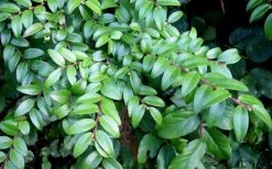 Evergreen Huckleberry (Vaccinium Ovatum) - 1 Gallon Pot -Stylish Garden Plant Store vaccinium ovatum evergreen huckleberry 12 1
