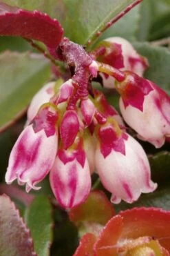 Evergreen Huckleberry (Vaccinium Ovatum) -3 Gallon Pot -Stylish Garden Plant Store vaccinium ovatum evergreen huckleberry 4