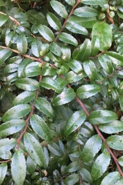 Evergreen Huckleberry (Vaccinium Ovatum) -3 Gallon Pot -Stylish Garden Plant Store vaccinium ovatum evergreen huckleberry 7