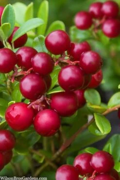 Red Candy Ligonberry (Vaccinum Vitis-idaea) - 1 Gallon -Stylish Garden Plant Store vaccinum vitis idaea red candy ligonberry 2