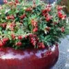 Red Candy Ligonberry (Vaccinum Vitis-idaea) - 1 Gallon -Stylish Garden Plant Store vaccinum vitis idaea red candy ligonberry 3