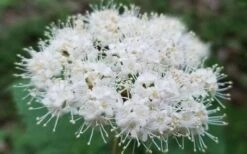 Maple Leaf Viburnum - 1 Gallon Pot -Stylish Garden Plant Store viburnum acerifolium maple leaf 15 1