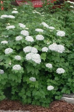 Maple Leaf Viburnum - 3 Gallon Pot 16 Maple Leaf Viburnum - 3 Gallon Pot -Stylish Garden Plant Store viburnum acerifolium maple leaf 16 2
