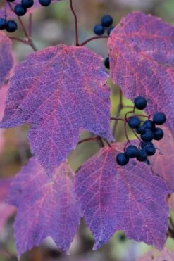 Maple Leaf Viburnum - 3 Pack Of 1.5 Quart Pots -Stylish Garden Plant Store viburnum acerifolium maple leaf 3