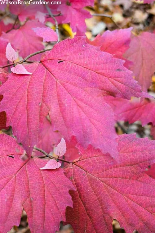 Maple Leaf Viburnum - 3 Gallon Pot 3 Maple Leaf Viburnum - 3 Gallon Pot