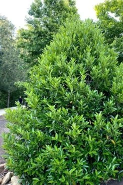 Mirror Leaf Sweet Viburnum - 1 Gallon Pot 10 Mirror Leaf Sweet Viburnum - 1 Gallon Pot -Stylish Garden Plant Store viburnum awabuki chindo 3 2