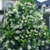 Mirror Leaf Sweet Viburnum - 3 Gallon Pot 1 Mirror Leaf Sweet Viburnum - 3 Gallon Pot -Stylish Garden Plant Store viburnum awabuki chindo 30 1