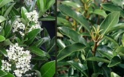 Mirror Leaf Sweet Viburnum - 1 Gallon Pot 11 Mirror Leaf Sweet Viburnum - 1 Gallon Pot -Stylish Garden Plant Store viburnum awabuki chindo 4 2