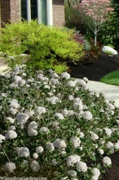 Spice Baby Koreanspice Viburnum - 3 Gallon Pot -Stylish Garden Plant Store viburnum carleseii spice baby 7