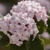 Spice Baby Koreanspice Viburnum - 3 Gallon Pot -Stylish Garden Plant Store viburnum carleseii spice baby 8