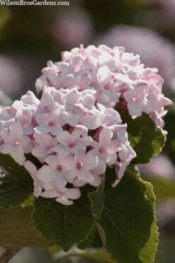 Spice Baby Koreanspice Viburnum - 3 Gallon Pot