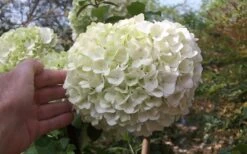 Chinese Snowball Viburnum Bush - 1 Gallon Pot -Stylish Garden Plant Store viburnum chinese snowball bloom white