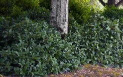 David Viburnum - 3 Gallon Pot -Stylish Garden Plant Store viburnum davidii 12