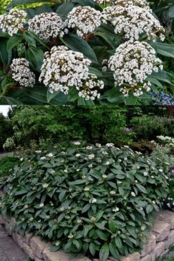 David Viburnum - 3 Gallon Pot -Stylish Garden Plant Store viburnum davidii 15