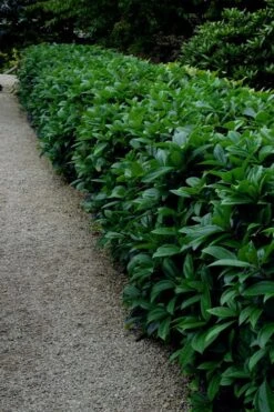 David Viburnum - 3 Gallon Pot -Stylish Garden Plant Store viburnum davidii 17