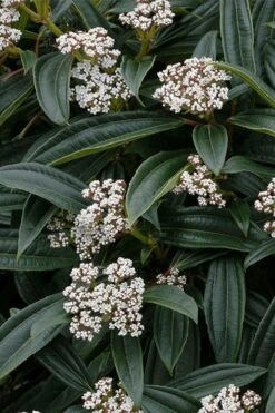 David Viburnum - 3 Gallon Pot -Stylish Garden Plant Store viburnum davidii 3