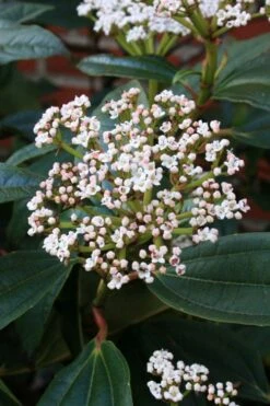 David Viburnum - 3 Gallon Pot -Stylish Garden Plant Store viburnum davidii 5