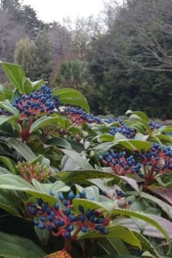 David Viburnum - 3 Gallon Pot -Stylish Garden Plant Store viburnum davidii 6