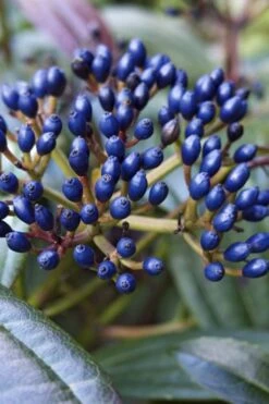 David Viburnum - 3 Gallon Pot -Stylish Garden Plant Store viburnum davidii 7