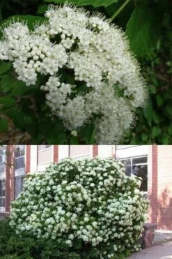 Arrowwood Viburnum - 3 Gallon Pot 13 Arrowwood Viburnum - 3 Gallon Pot -Stylish Garden Plant Store viburnum dentatum arrowwood 3
