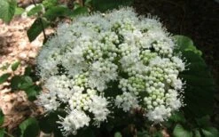 Arrowwood Viburnum - 3 Gallon Pot 14 Arrowwood Viburnum - 3 Gallon Pot -Stylish Garden Plant Store viburnum dentatum arrowwood 5