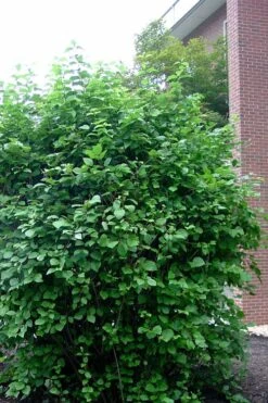 Arrowwood Viburnum - 3 Gallon Pot 15 Arrowwood Viburnum - 3 Gallon Pot -Stylish Garden Plant Store viburnum dentatum arrowwood 7