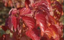 Arrowwood Viburnum - 3 Gallon Pot 16 Arrowwood Viburnum - 3 Gallon Pot -Stylish Garden Plant Store viburnum dentatum arrowwood 9