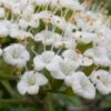 Mohican Arrowwood Viburnum - 6 Gallon Pot (4-5') 1 Mohican Arrowwood Viburnum - 6 Gallon Pot (4-5') -Stylish Garden Plant Store viburnum lantana mohican 2